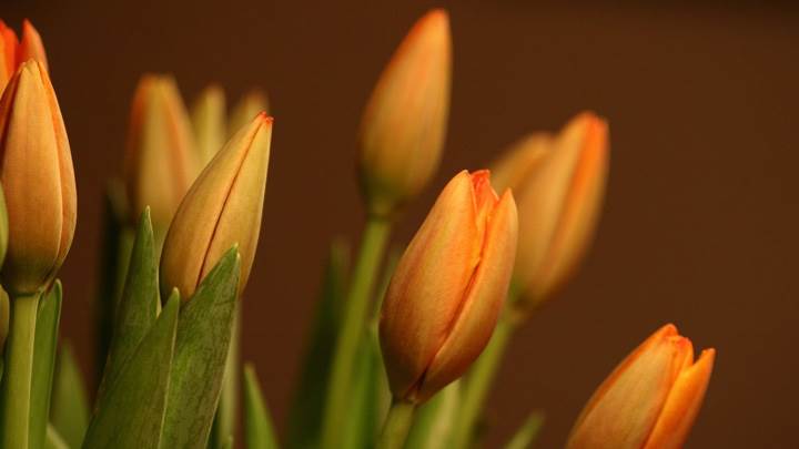 Yellow Tulips Flowers
